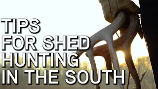 Tips For Shed Hunting In The South