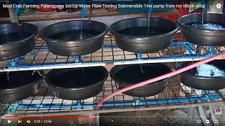 Crab Farming 2000 pesos Palanggana Set Up Water Flow Testing Submersible 14w pump