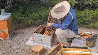 Condensing Hives down to Singles