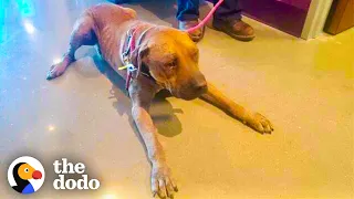 Dog Chained Up For Years Comes To Life When He Meets His Favorite Cat | The Dodo Adopt Me!