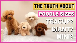 POODLE SIZES- THE TRUTH ABOUT TEACUP & GIANT POODLES| The Poodle Mom