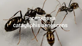 Распаковка посылки Catagliphis aenescens