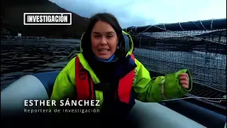 Spanish TV: 'Zombie Salmon on Scottish Farms' reports Telecinco's TardeAR news show!