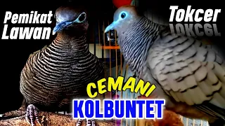 Perkutut cemani irama syahdu - SUARA bagus untuk pemancing semua perkutut cepat nyaut