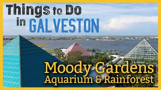 Moody Gardens | Guided Tour of Aquarium & Rainforest | Things to Do in Galveston