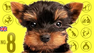 No.8 Yorkshire Terrier | Yorkie ❤️ TOP100 Cute Dog Breeds Video