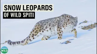 Snow Leopard Explores Wild Spiti Valley | Majestic Grey Ghosts