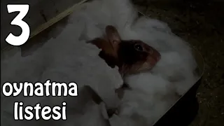 Zor Hedef Fare Türkçe Dublaj 100 Like? Full Film 3.Kısım (Mouse Hunt)