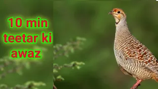 10 min . Grey Francolin Voice  . teetar ki Awaz boli.partridge #teetar #voice #sounds #viral #birds