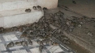 The rats and the rubbish Invade the city the mice dance: the great ugliness environmentalism on