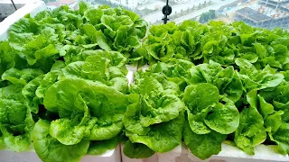 How to Grow Lettuce in a Pot❓ How to Plant Lettuce❗ Growing Lettuce from Seeds.