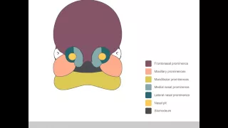 Embryology of the Face
