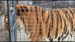 Lion vs Tiger - Valdai vs Chuka- The biggest siberian tiger vs The biggest African lion Taigan Park