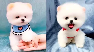 Tik Tok Chó Phốc Sóc Mini 😍🐶 Cute Dog Pomeranian #114