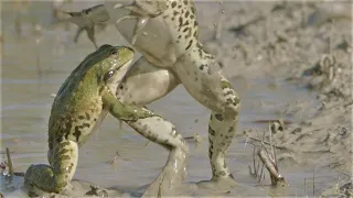 Two frogs wrestle and kick each other / Zwei Frösche ringen miteinander und treten sich