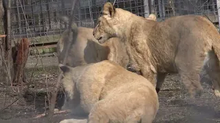 Забавные игры львино-тигриной молодежи в весеннем Тайгане!🦁🐾🐾🐯