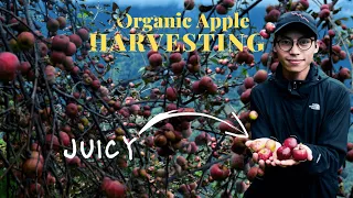 Harvesting Organic Apple | Thanamir Village | Nagaland