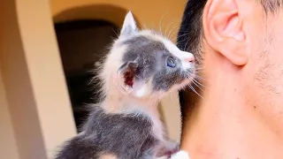 Kittens Begging For Food Their Adoring Human Daddy 😻😻