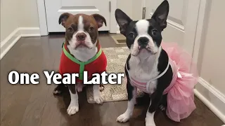 One Year After Owning My Boston Terriers | BEST TIME EVER!!