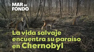 La vida salvaje encuentra un hogar en Chernobyl