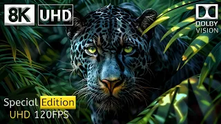 Special 8K HDR 120FPS Dolby Vision Demo