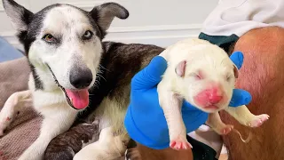 Helping My Pregnant Husky Give Birth to 9+ Puppies!