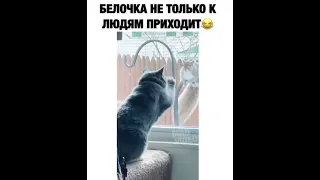 😂Я РЖАЛ ДО СЛЕЗ 😂ЛУЧШИЕ ПРИКОЛЫ 2021 😂СМЕШНЫЕ ВИДЕО 😂ПРИКОЛЫ 😂САМЫЕ СМЕШНЫЕ ПРИКОЛЫ 😂#MADVIDEO #344