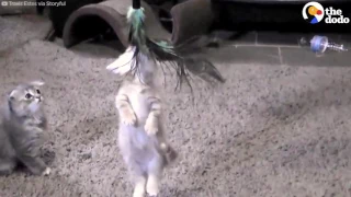 Kitten Absolutely Refuses To Let Go Of This Toy
