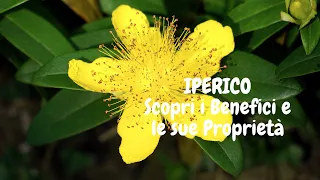 Iperico: 10 Benefici e Proprietà dell'Iperico per la Tua Salute