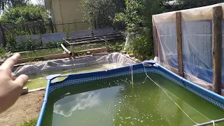 Daphnia in tanks