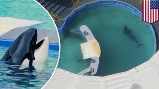 Killer whale abuse: Lolita the orca in Miami Seaquarium, the country’s smallest tank - TomoNews