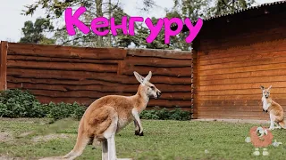 Animals of Australia for children in Ukrainian. Animal sounds, names, photos + videos.