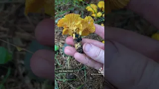 Foraging and Identifying Golden Chanterelles (Cantharellus) in Massachusetts