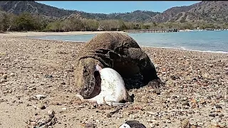 Komodo dragon swallow a large stingray in just a moment