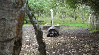 Galapagos tortoises mating