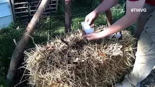 Straw bale Gardening Prep to Plant to Harvest -Straight to the Point
