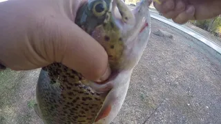 11212019 Contra Loma Trout Fishing