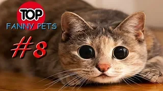 ПРИКОЛЫ 2019, ТОП СМЕШНЫХ ВИДЕО С КОТАМИ/Смешные животные/Смешные кошки/TOP FUNNY PETS #8