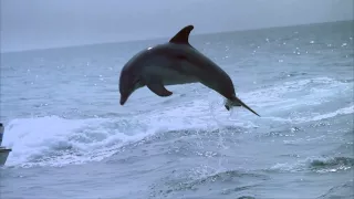 IMAX Trailer: "Dolphins"