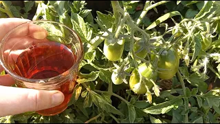 1 подкормка для томатов и перцев, увеличит урожай и сладость плодов, натуральный эликсир для роста