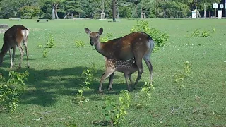 授乳中の鹿の乳を盗み飲む鹿