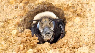 This Bee Builds Sandcastles at the Beach | Deep Look