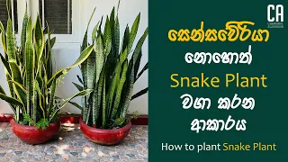 සෙන්සවේරියා නොහොත් Snake Plant වගා කරන ආකාරය | How to plant Snake Plant ( Sansevieria Plant)
