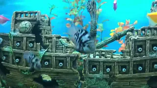 Трёх гибридный попугай(синий тигр)🐠🐟