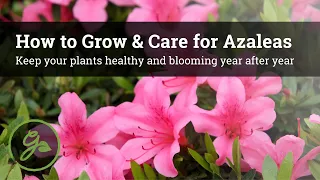 How to Grow & Care for Azaleas - Keep Your Plants Healthy & Blooming Year After Year