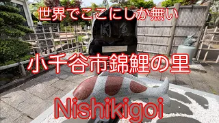 世界唯一無二 小千谷市錦鯉の里 【Nishikigoi】