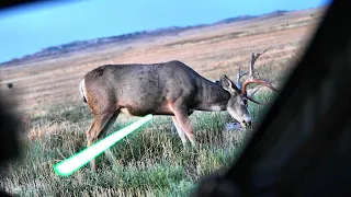 Giant Mule Deer Shot at 10 feet