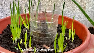 How To Growing Onions With Land Compost~In Pot Plastic~Get Lead/Fast Grow #grow #onions #leaf