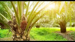 Как делают пальмовое масло?