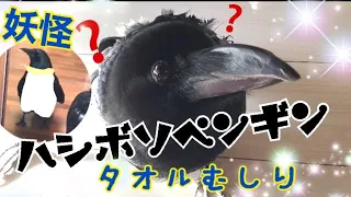 妖怪タオルむしりカラスと黒竹の子ニョッキニョキ　ハシボソペンギンは何羽出てくるかな？　カラスのクッピ　Crow's KUPPI